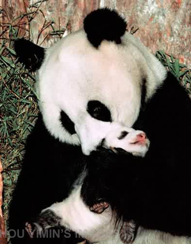 wild pandas, Hou Yimin's Images